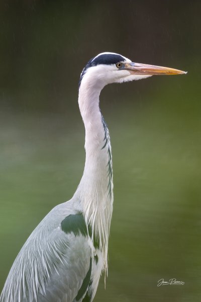 Héron