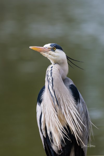 Héron