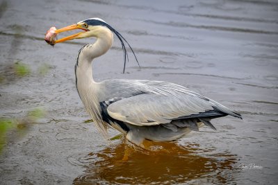 Héron